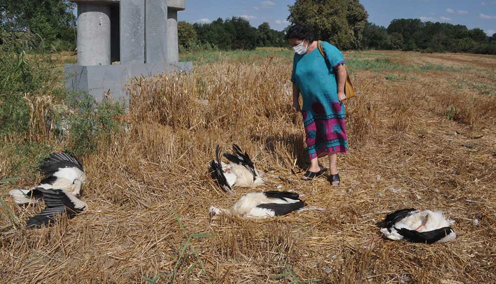 Söz-verilen-izolasyon-yapılmadı,-onlarca-leylek-akıma-kapılarak-öldü