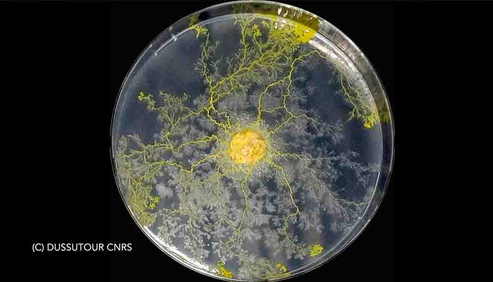 Tek hücreli Blob uzaya gidiyor Beyni yok ama çözüm üretebiliyor, 720 cinsel organı var