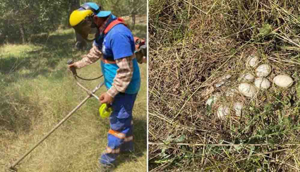 Validebağ direniyor Belediye eliyle doğa katliamı