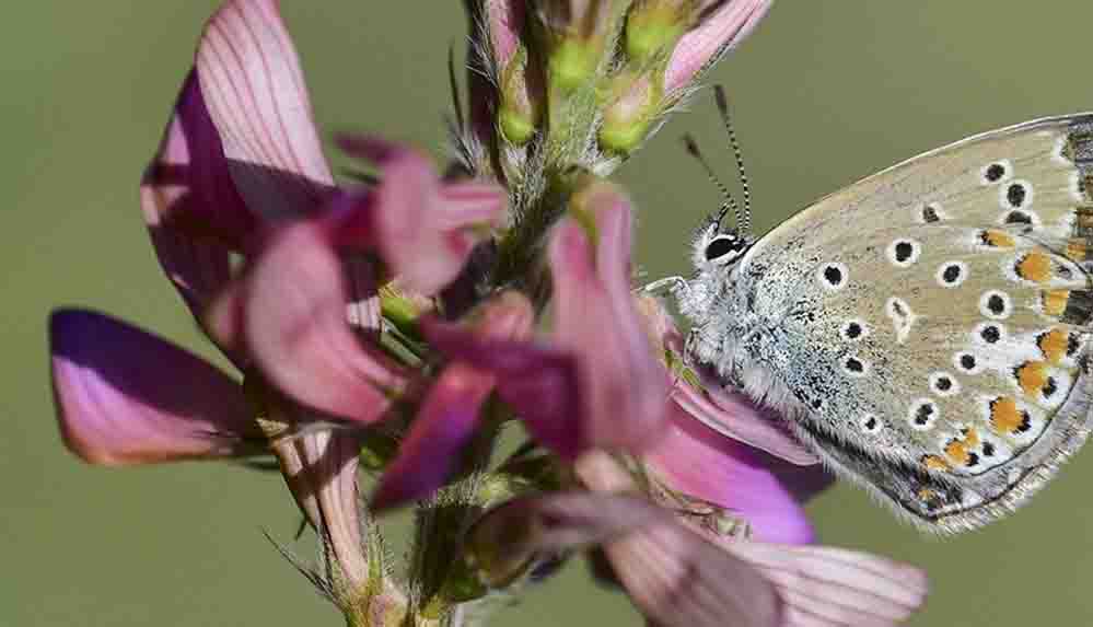 Van Gölü havzası 230 kelebek türüne ev sahipliği yapıyor