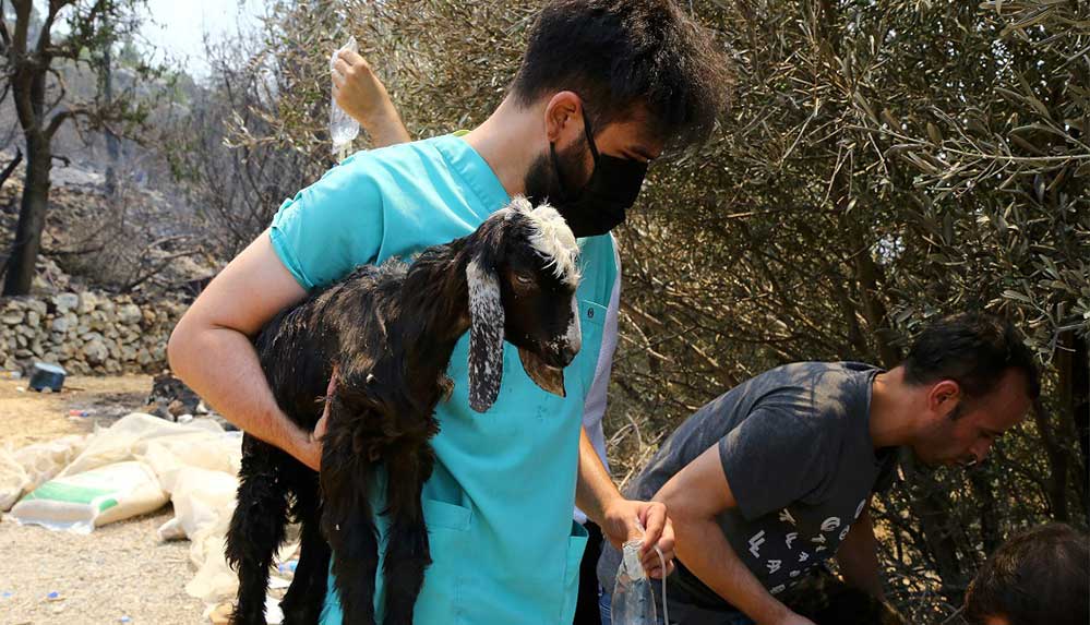Yangından etkilenen hayvanların imdadına gönüllü veteriner hekimler koşuyor