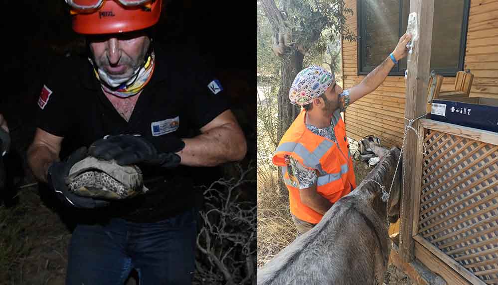 Yangından-etkilenen-tüm-canlılar-için-seferber-oldular