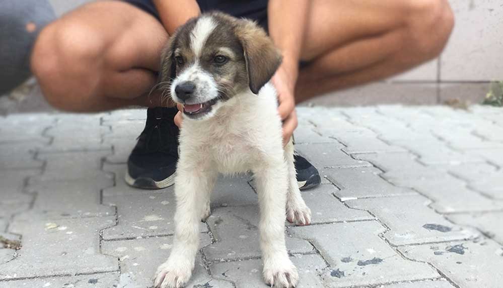 Manavgat'ta yangından kurtarılan yavru köpek 'Yanık' afet ekiplerinin maskotu oldu