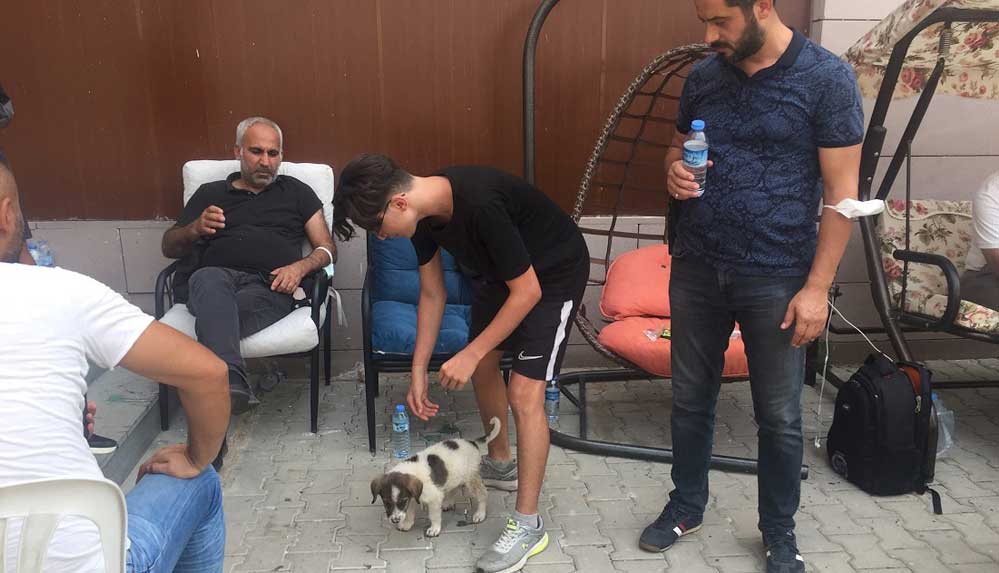 Manavgat'ta yangından kurtarılan yavru köpek 'Yanık' afet ekiplerinin maskotu oldu