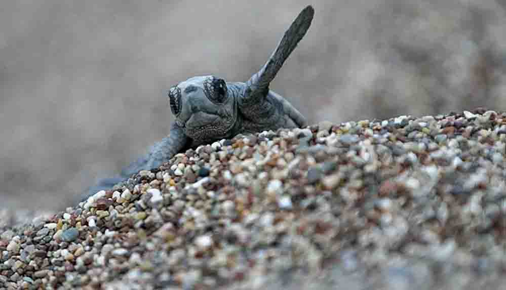 Yavru caretta carettalar yangının dumanından yönünü bulamadı