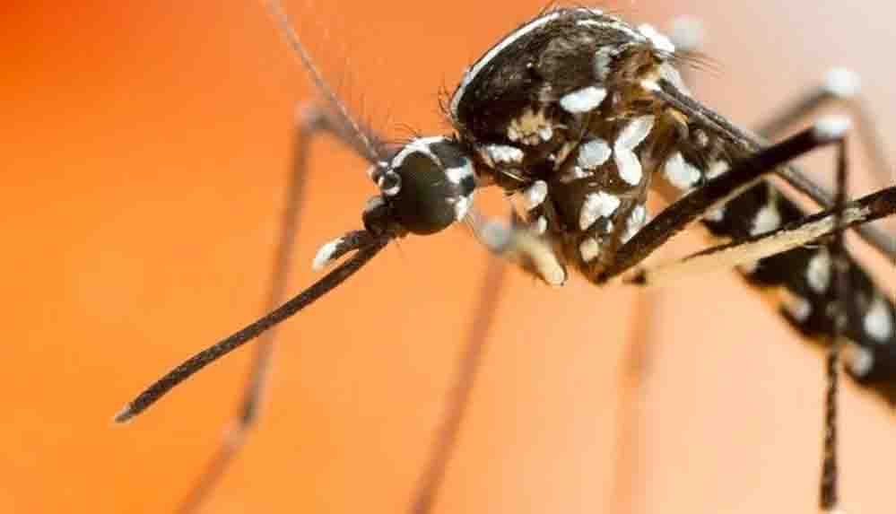 Yeni tehlikenin adı: Asya kaplan sivrisineği