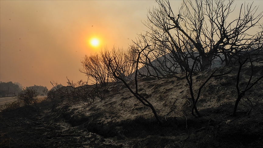 Dünya artan orman yangınlarının etkisi altında