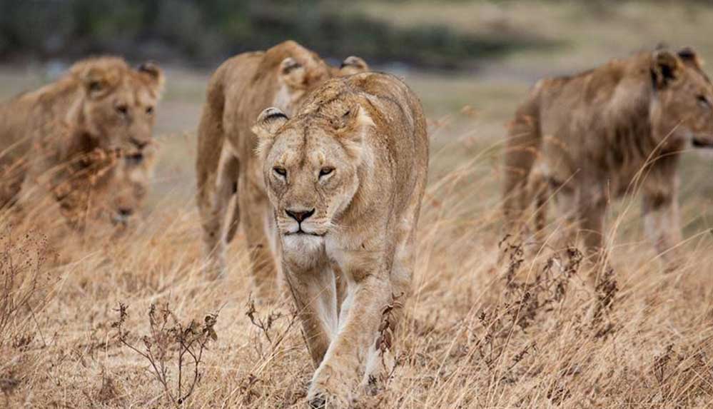 Afrika'da aslan nüfusu tehlike altında