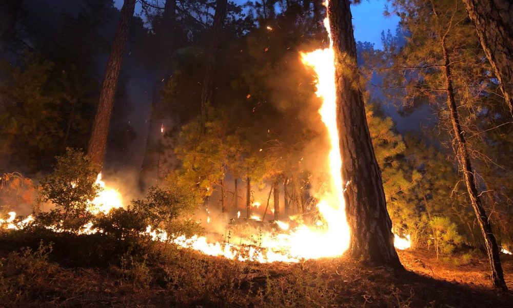 Aydın'da iki ilçede orman yangını çıktı