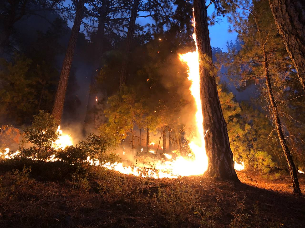 Aydın'da iki ilçede orman yangını çıktı
