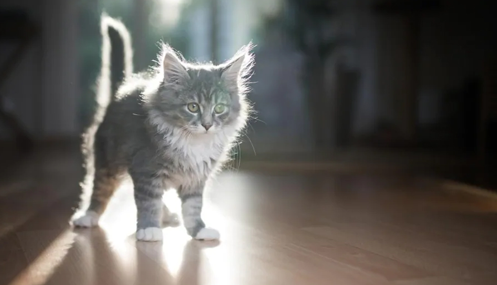 10 yıldır kayıp olan kedi, mikroçip sayesinde evine döndü
