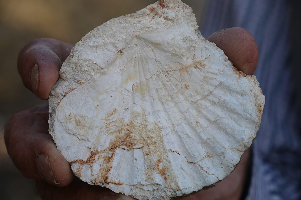 Adıyaman’da köylüler 65 milyon yıllık fosil buldu