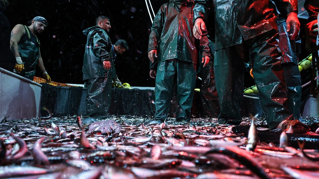 Balıkçılar ilk ağlarını çekti: İşte ilk fiyatlar