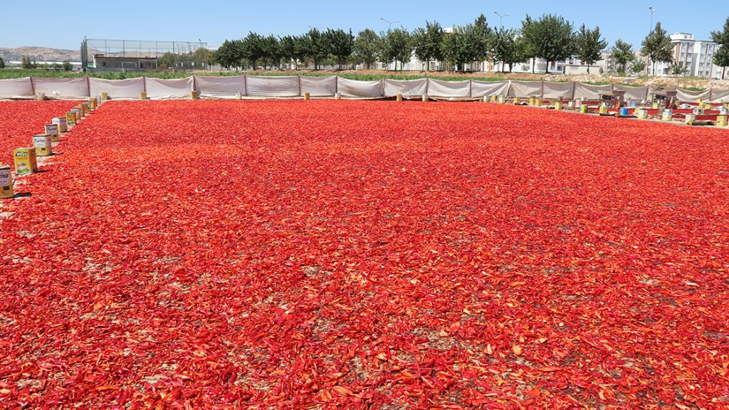 Şanlıurfalıların bu 'reçeli' ağızları yakıyor 3 Şanlıurfalıların bu 'reçeli' ağızları yakıyor