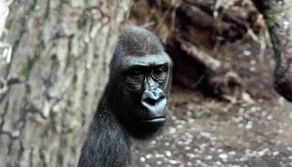 ABD'deki bir hayvanat bahçesindeki goriller Covid-19'a yakalandı