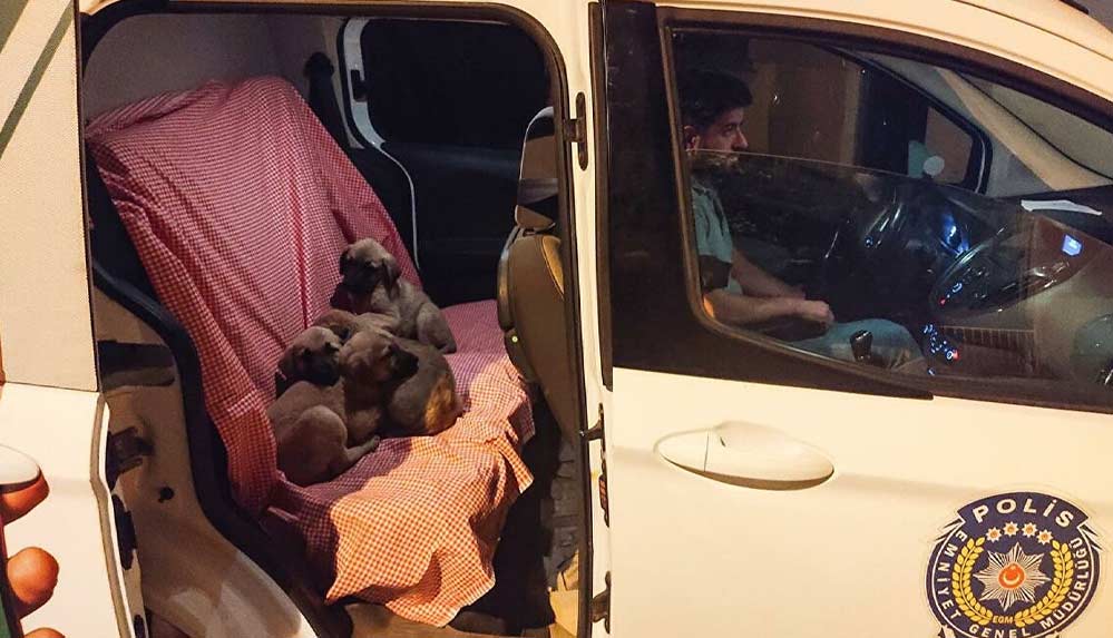 Ağzı-bağlı-torbaya-konularak-ölüme-terk-edilen-köpek-yavruları-kurtarıldı