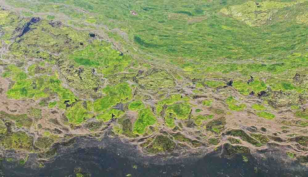 Ağrı Dağı Milli Parkı'nın bazı bölümleri yosunla kaplandı
