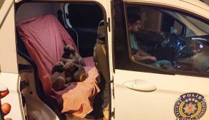 Ağzı bağlı torbaya konularak ölüme terk edilen köpek yavruları kurtarıldı