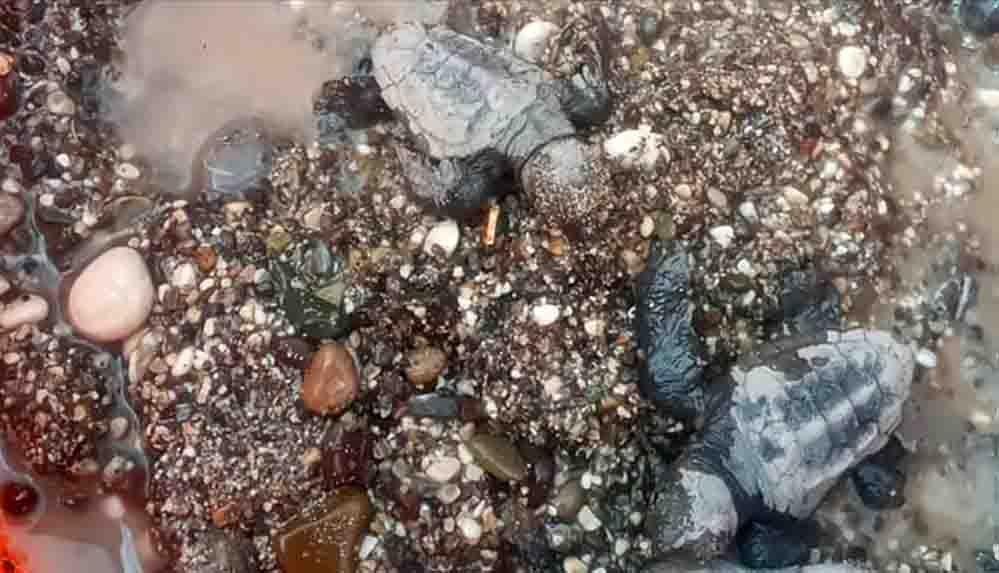 Antalya'da caretta caretta yavruları denizle buluştu