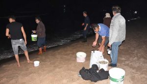 Batı Karadeniz'de tonlarca balık kıyıya vurdu; eline çuvalı, kovayı alan sahile koştu