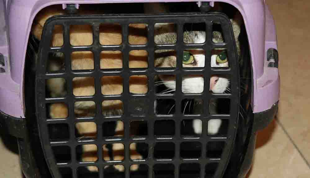 Bolu'da kapısı çilingir yardımıyla açılan daireden 50 kedi çıkarıldı