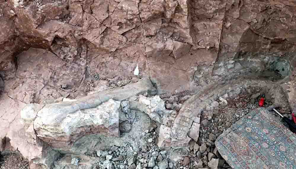 Çankırı'da fillerin atalarına ait 9 milyon yıllık uyluk kemiği ve diş bulundu