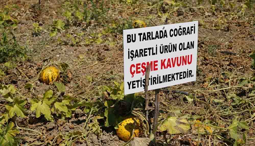 Çeşme kavunu, coğrafi işaret tescili aldı
