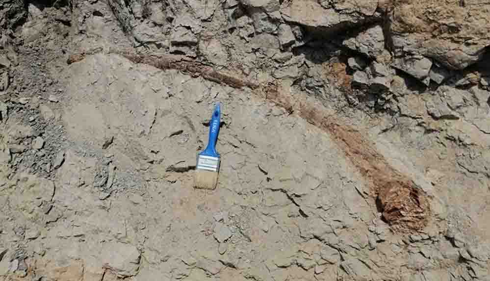 Denizli'de 17 milyon yıl öncesine tarihlenen fil dişi fosili bulundu