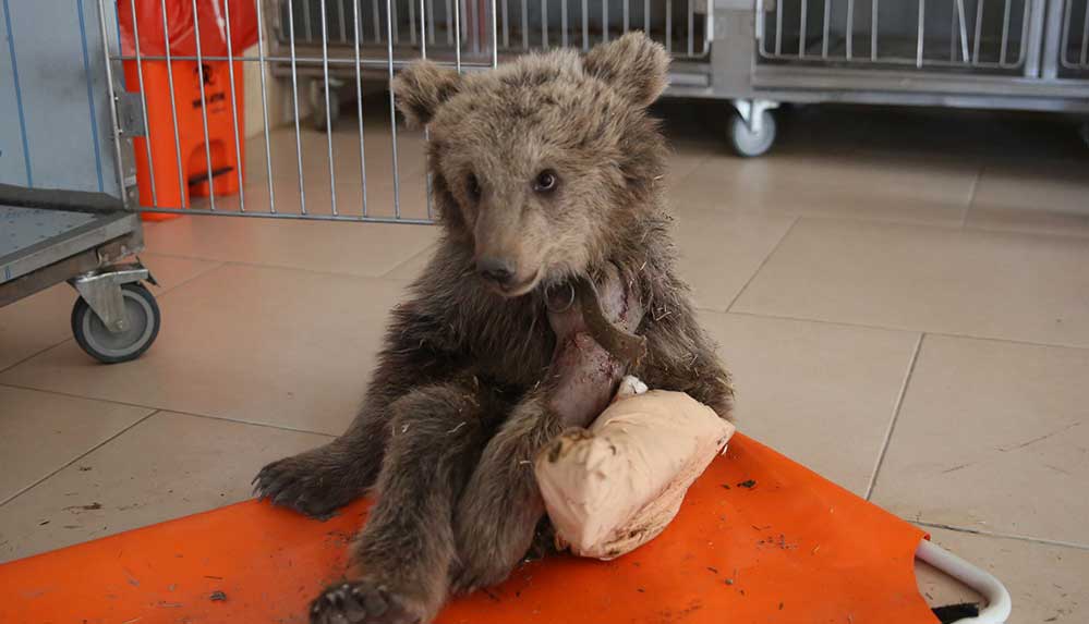 Sivas'ta iki bacağı kırık halde bulunan ayı yavrusu Elazığ'da tedavi altına alındı