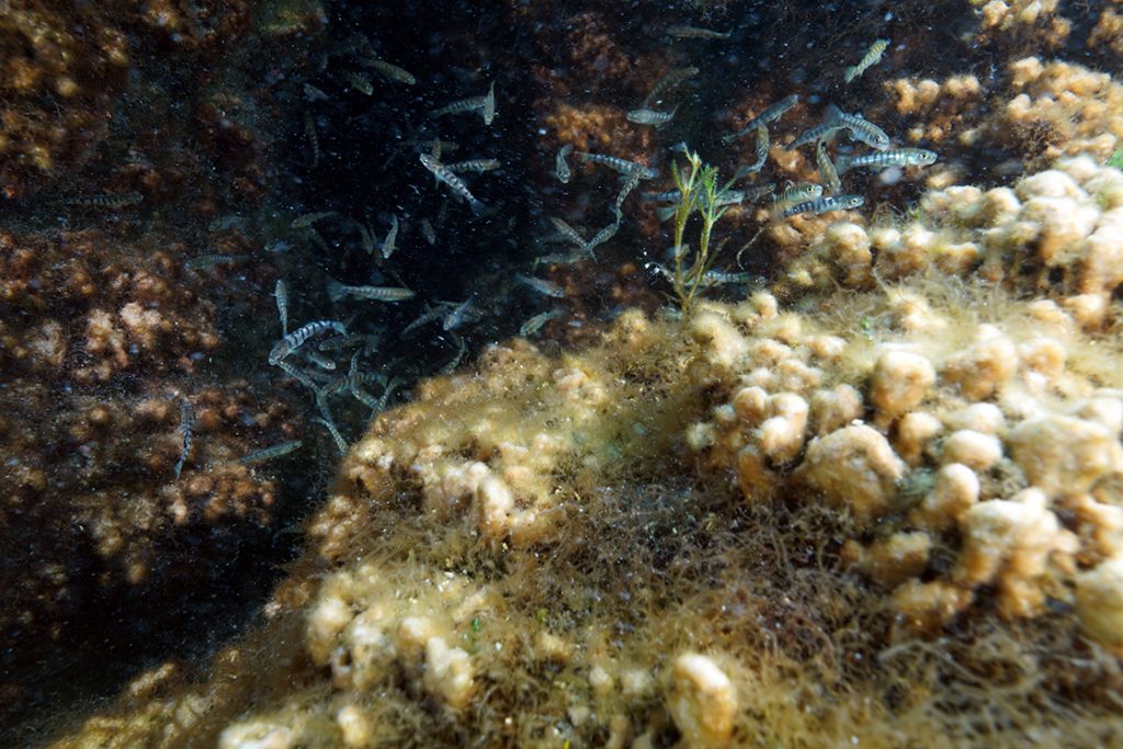 Salda Gölü'nün su altı zenginliği görüntülendi