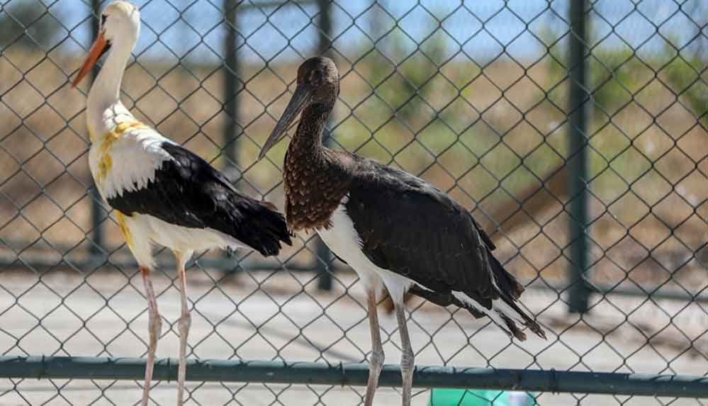 Kanat tüyleri kesilmiş halde bulunan 'kara leylek' göç dönemine kadar Diyarbakır'ın misafiri 5 Kanat-tüyleri-kesilmiş-halde-bulunan-'kara-leylek'-göç-dönemine-kadar-Diyarbakır'ın-misafiri