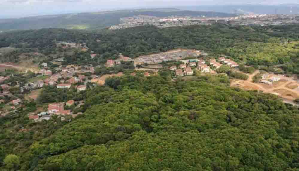 Kuzey Ormanları talan ediliyor