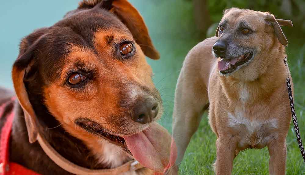 Manavgat'taki orman yangınında ölen çiftin köpekleri yeni sahiplerini arıyor