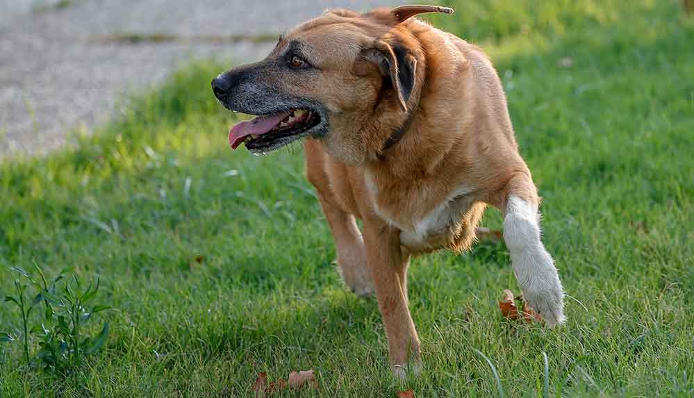 Manavgat'taki orman yangınında ölen çiftin köpekleri yeni sahiplerini arıyor