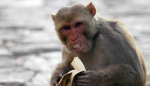 Maymun dehşet saçtı! 4 aylık bebeği çatıdan attı