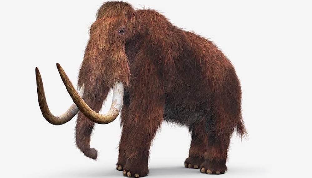Nesli tükenen mamutları geri getirmeyi planlıyorlar