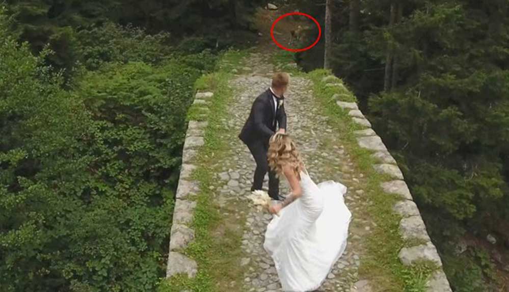 Rize'de-köpeğin-kovaladığı-gelin-ve-damadın-zor-anları-kameraya-yansıdı