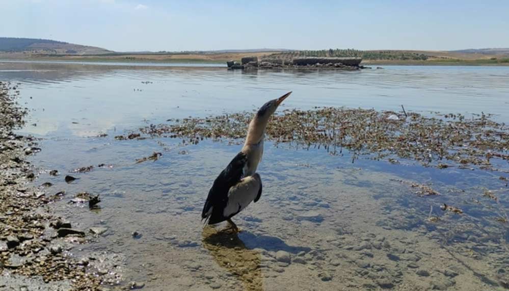 Şanlıurfa'da-tedavisi-tamamlanan-balaban-kuşu-doğaya-bırakıldı