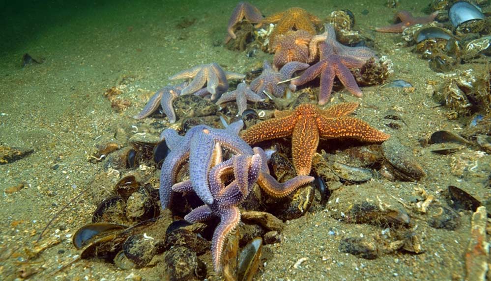 'Su Şehri Bursa' belgeseli için Uludağ zirvesindeki krater gölüne daldılar 4 'Su-Şehri-Bursa'-belgeseli-için-Uludağ-zirvesindeki-krater-gölüne-daldılar