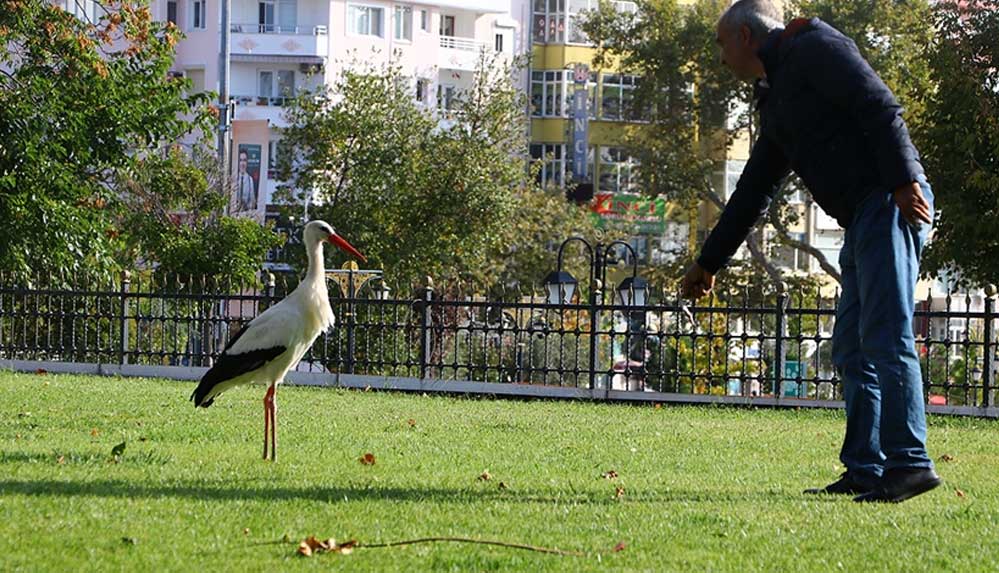 Tarihi-çarşının-bahçesine-konan-leylek-esnafın-maskotu-oldu