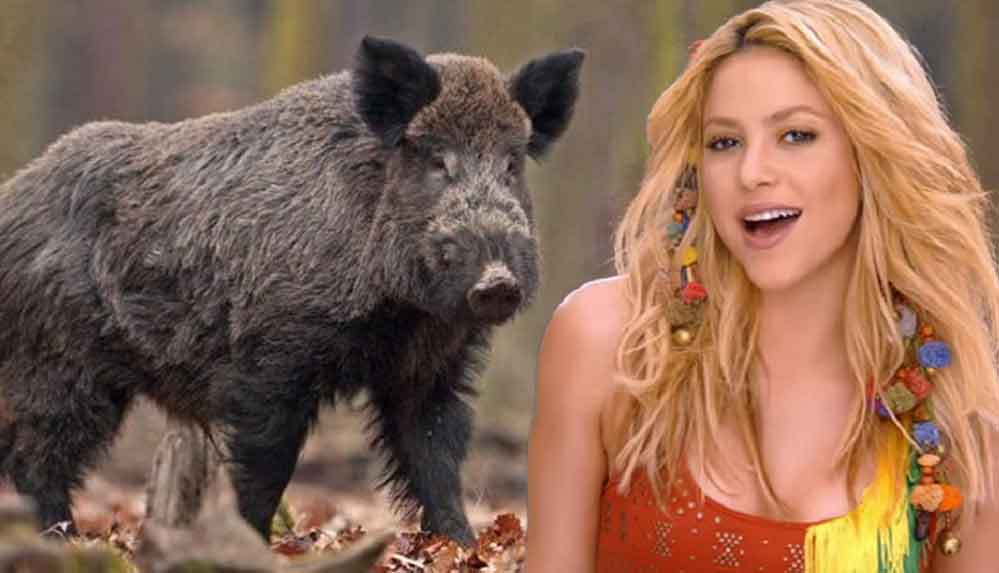 Ünlü şarkıcı Shakira ve oğlu yaban domuzlarının saldırısına uğradı