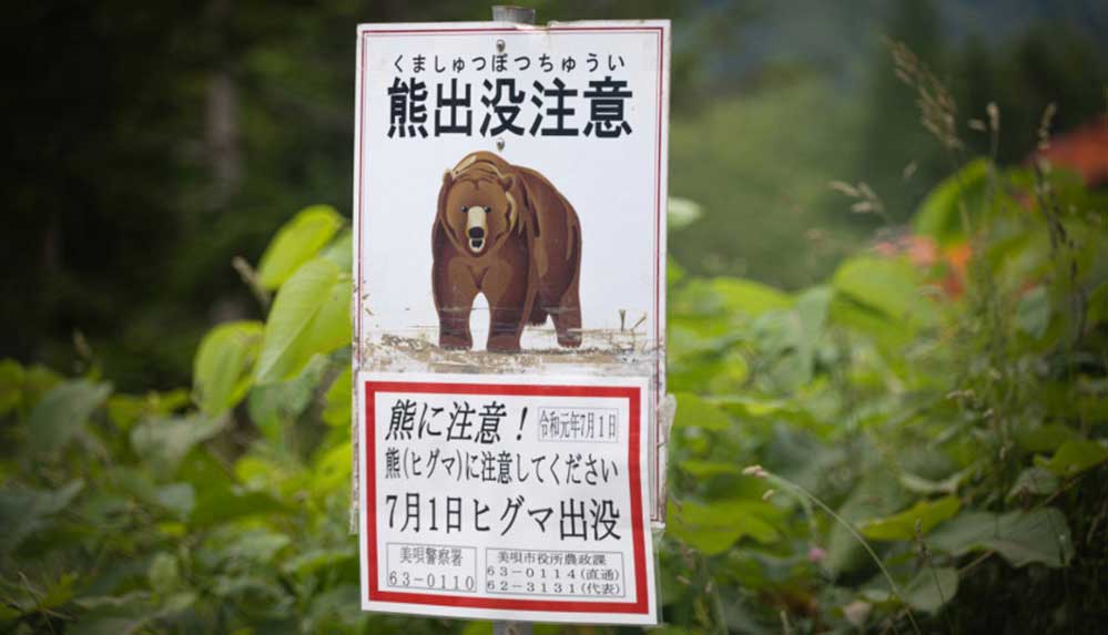 Japonya'da halk, şehre inen ayılara karşı rock şarkısıyla uyarılıyor