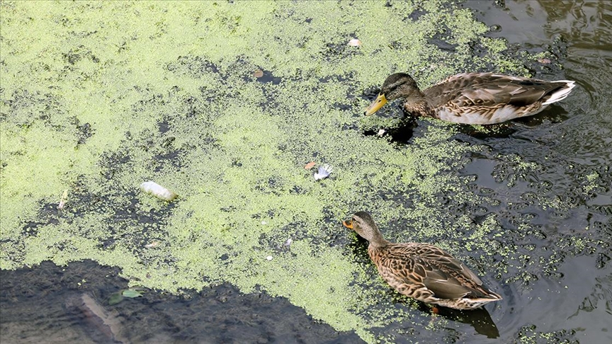 Tunca Nehri çöp ve yosunlarla kaplandı