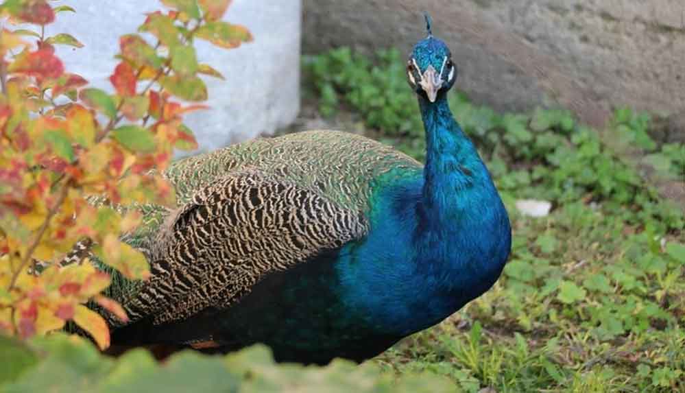 Edirne'deki-Sultan-II.-Bayezid-Külliyesinin-kayıp-tavus-kuşu-7-ay-sonra-bulundu