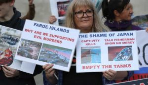 Faroe Adaları’ndaki yunus katliamı Londra'da protesto edildi