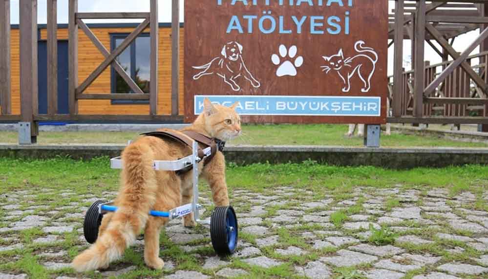 Felçli-kedi-'Şanslı'-yürüteçle-adım-atmaya-başladı