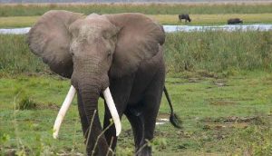 Güney Afrika’da kaçak avcı, fil tarafından ezilerek öldürüldü