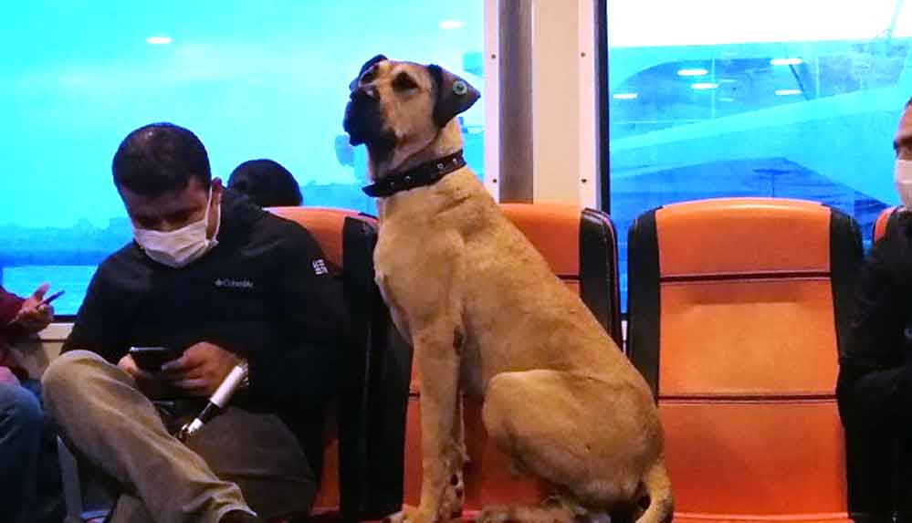 İstanbul'un seyahat seven köpeği Boji, dünya basınında