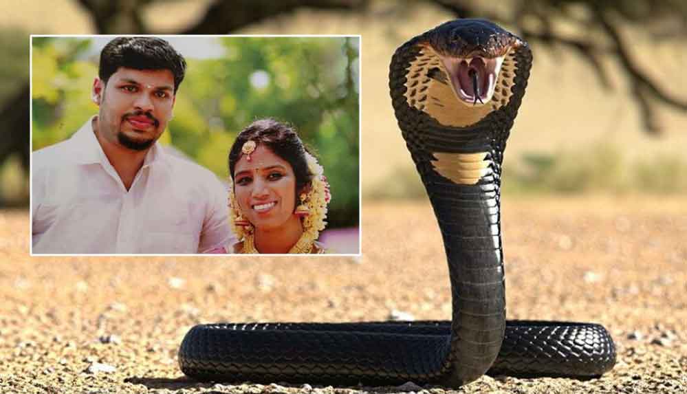 Kiraladığı kobra yılanıyla eşini öldürdü