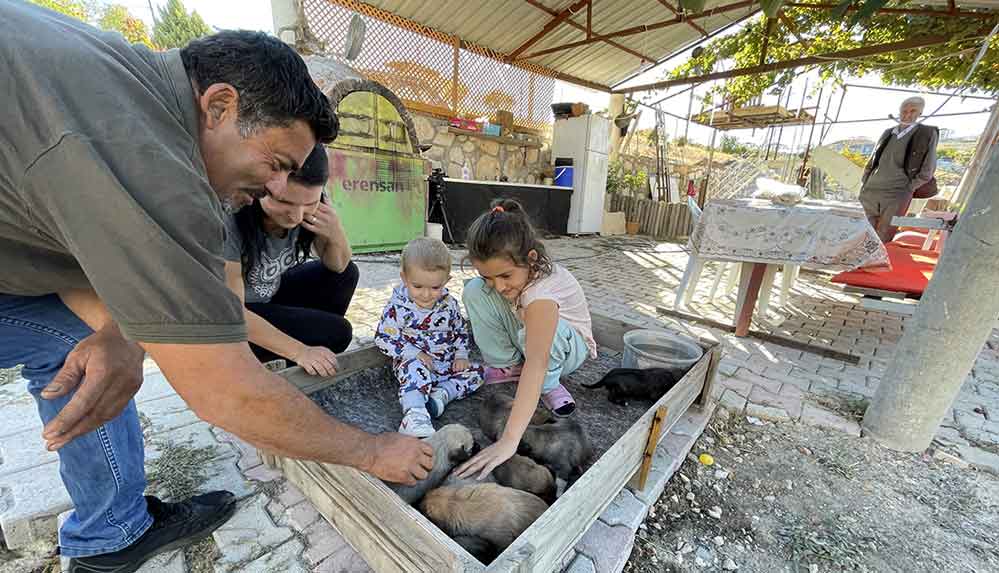 Minik Sude yaralı bulduğu köpek ile 7 yavrusuna özenle bakıyor